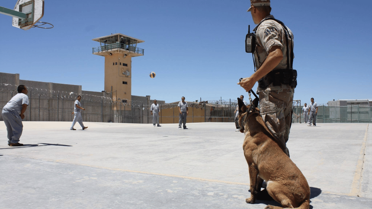 Les chiens au service de la sécurité avec la cynotechnie